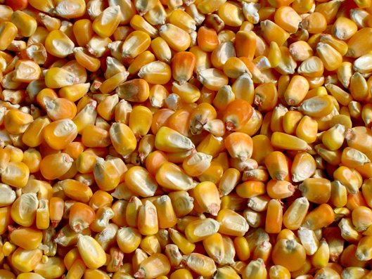 Corn or Maize was one of the main Aztec foods